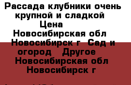 Рассада клубники очень крупной и сладкой › Цена ­ 40 - Новосибирская обл., Новосибирск г. Сад и огород » Другое   . Новосибирская обл.,Новосибирск г.